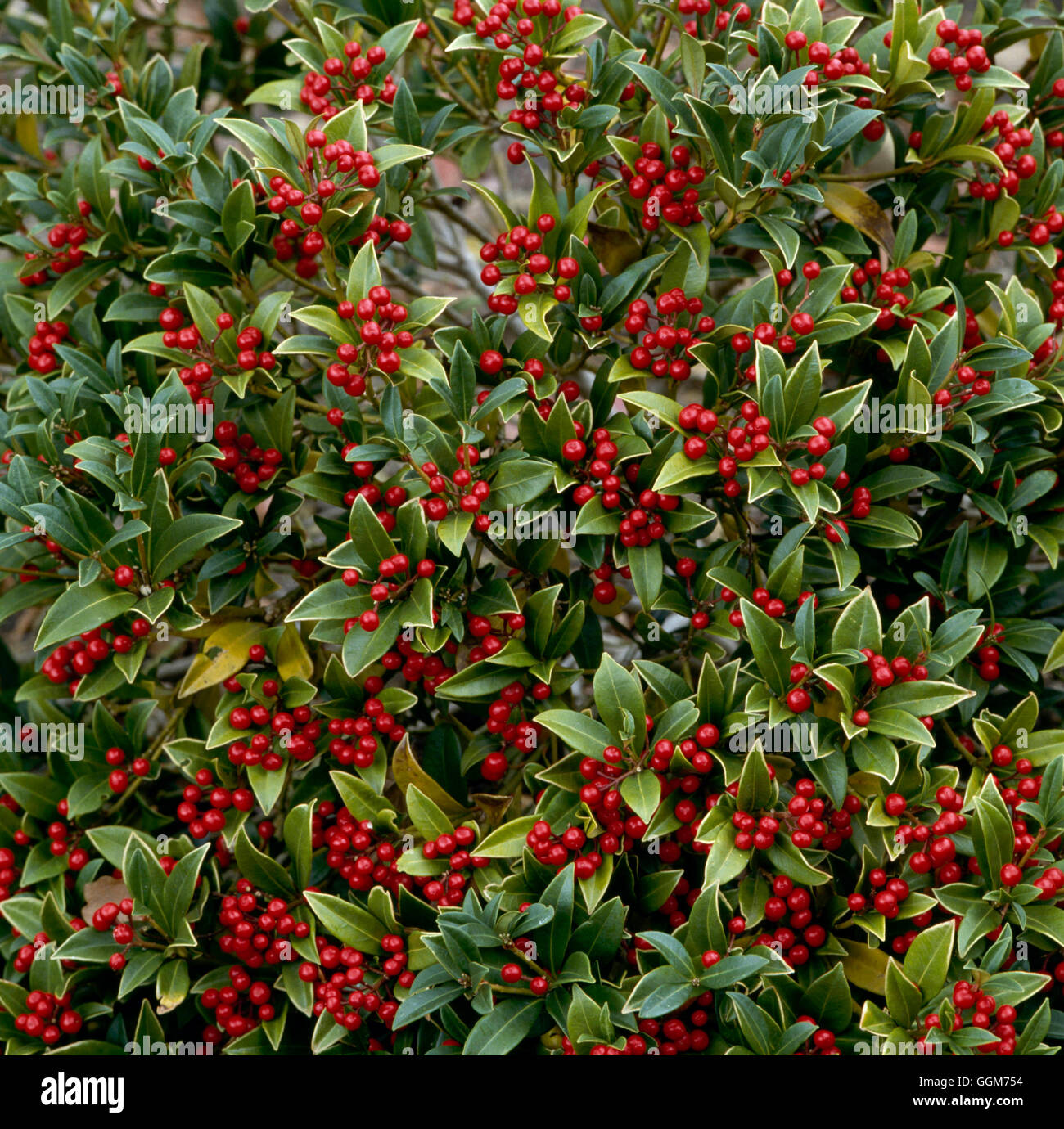 Skimmia japonica - `Nymans'   TRS020676 Stock Photo